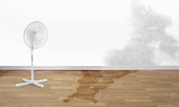 Best Mold removal after water damage  in Troy, MO